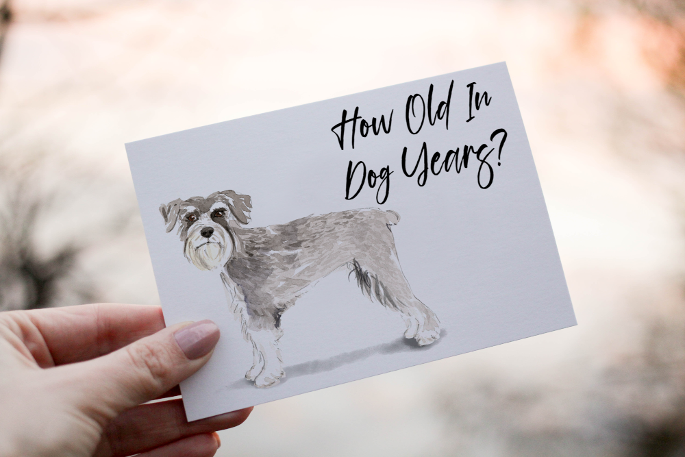 Schnauzer Dog Birthday Card, Dog Birthday Card